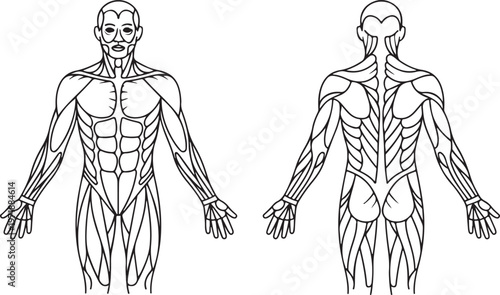 Upper limb and shoulder muscle chart