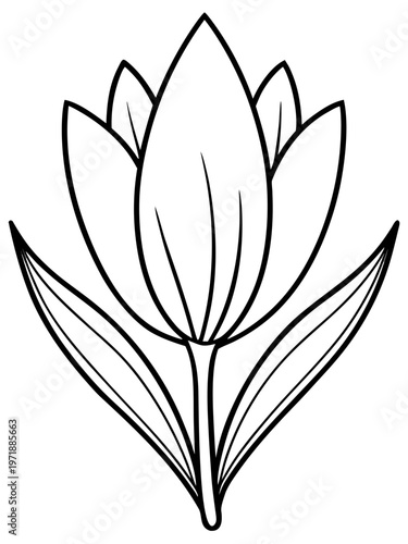 black and white line drawing of a crocus flower
