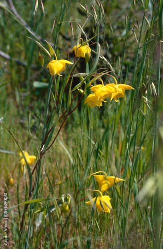 Clusters of beautiful yellow Diogenes' lantern (Calochortus amabilis) flowers growing among tall thin stems of grass. These wildflowers are found only in California. 