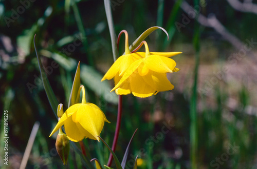 Close-up of the bright yellow blooms of Diogenes' lantern (Calochortus amabilis).  The large, yellow flowers hang heavily downward from a long stem. 