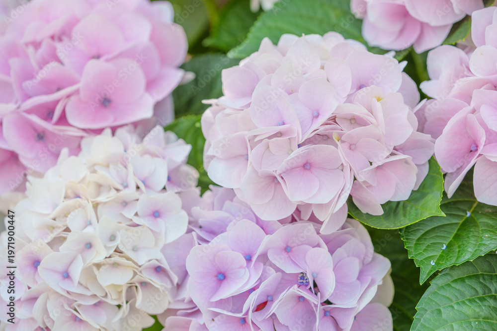 Fototapeta premium パステルピンクの紫陽花のグラデーション