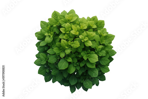Green plant with many leaves forming a dense, verdant bush, isolated on a transparent background for easy use