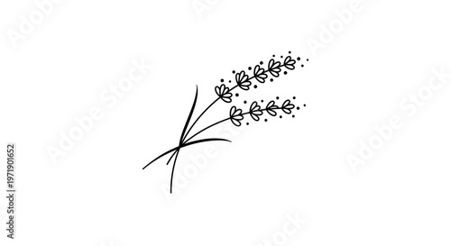 Minimalist hand drawn lavender sprigs botanical illustration