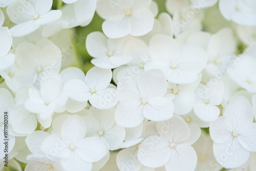 白いアジサイ「アナベル」の背景素材