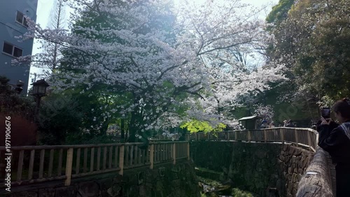 Wallpaper Mural 春の風景 満開の桜と新緑が美しい河川敷 観光スポット 伝統的な石垣と遊歩道 日本 Torontodigital.ca