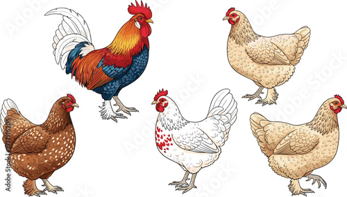 Chicken and Rooster Collection with Different Hen Breeds in Detailed Illustration Style for Poultry Farm Design, Agriculture Graphics, and Rural Animal Set