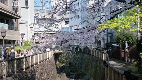 Wallpaper Mural 満開の桜が川面にせり出す春の風景 都心の河川敷での花見 観光スポット 日本の四季 Torontodigital.ca