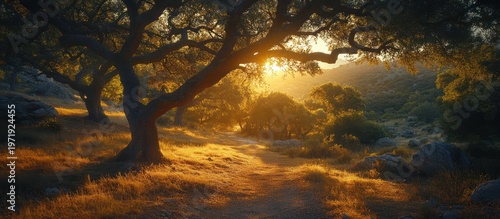 Golden Hour Sunlight Through Trees, Scenic Hills