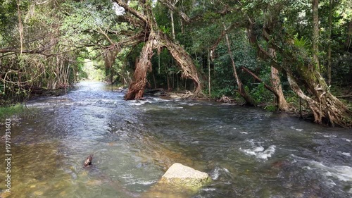 Freshwater Creek Flowing Through Tropical Rainforest Near Cairns, Queensland, Australia