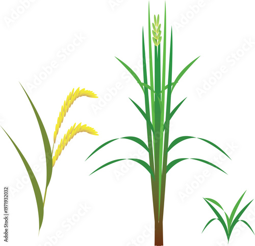 This rice plant vector showcases the growth stage of crops, ideal for agricultural and eco-friendly design projects.