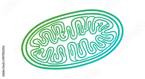Mitochondrion Cell Biology Illustration - Energy Powerhouse of the Cell