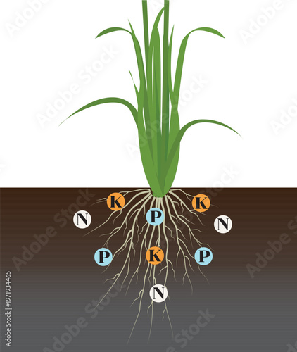 This vector illustration shows rice roots absorbing essential nutrients such as nitrogen, phosphorus, and potassium from the soil.