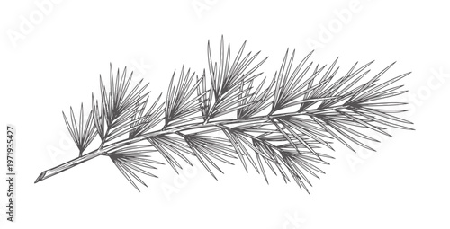 Charcoal of a pine branch with sharp needles botanical