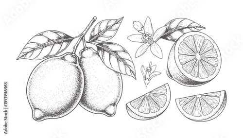 Hand drawn lemons with leaves and blossoms white citrus fruit leaf