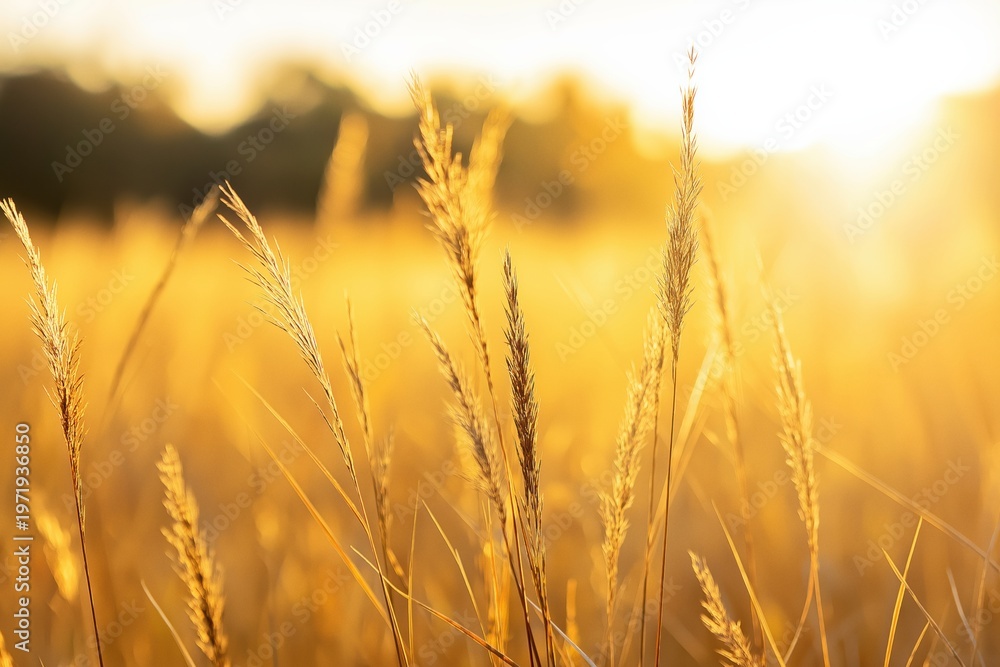 Obraz premium Wheat field glowing golden during a warm sunset or sunrise, creating a serene and peaceful autumn nature scene