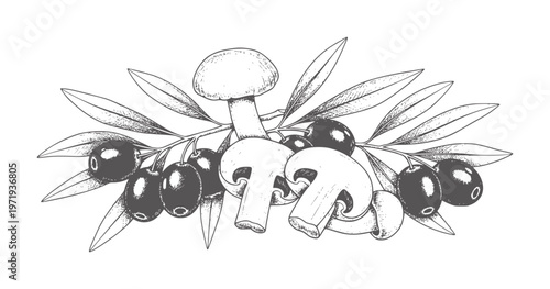 Hand drawn of olive branch with dark olives and sliced mushrooms