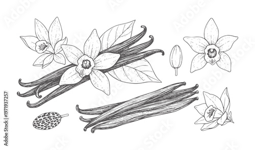 Hand drawn vanilla beans and orchid flowers with leaves and seed pod leaf