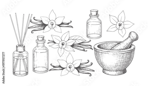 Hand drawn vanilla flowers pods bottles diffuser and mortar pestle bean