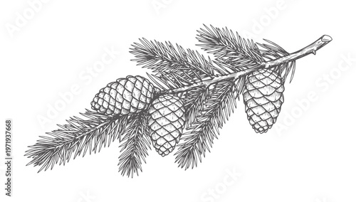 Of evergreen branch with pine cones white pinecone nature botanical