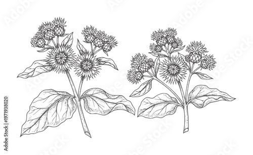 Photography Two line of burdock plants with spiky seed heads and broad leaves botanical natu