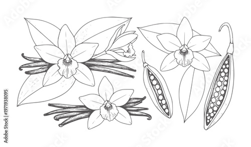 Vanilla orchid flowers and pods with leaves line bean