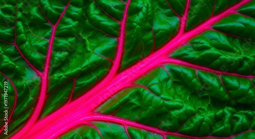 Vibrant green leaf with pink veins closeup.