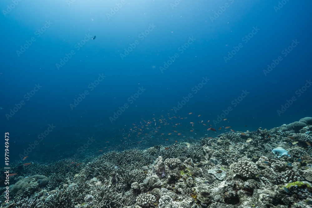 Obraz premium Vibrant Reef Scene with Blue Background