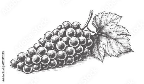 Dark grape cluster with leaf in vintage engraving style fruit vine