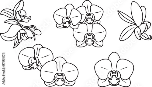 Set of various orchid flowers in different compositions black and white.