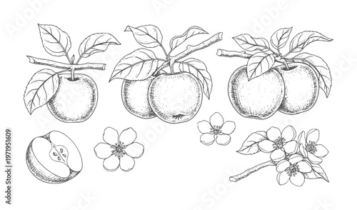 Hand drawn apples branches and apple blossoms with sliced apple fruit leaf