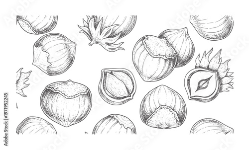 Hand drawn of hazelnuts in shells and cracked open food vintage texture