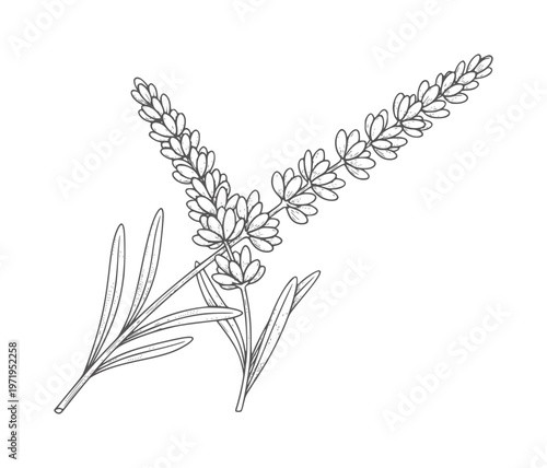 Hand drawn of lavender sprigs with leaves and flowers herb plant botanical floral