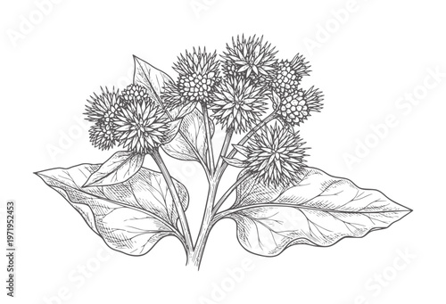 Bilde på lerret Ink of burdock plant with spiky seed heads and large leaves botanical