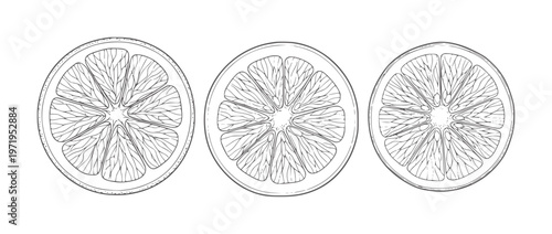 Three line slices of citrus fruit orange lemon