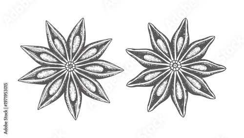 Two dark gray star anise spice pods with textured details seed