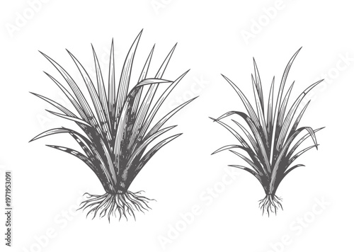 Two ink of grass clumps with visible roots plant botanical