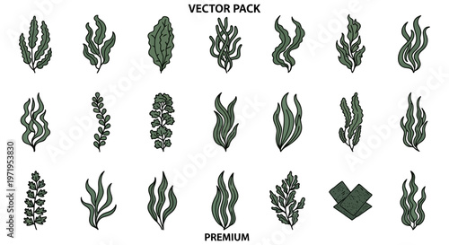 Ocean Plants Vector Pack: Seaweed and Algae Illustrations