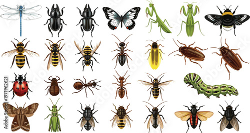 Insect Collection Set with Beetles, Bees, Butterflies, Dragonfly, Ant, Caterpillar, and Flying Bugs for Nature and Entomology Illustration Designs
