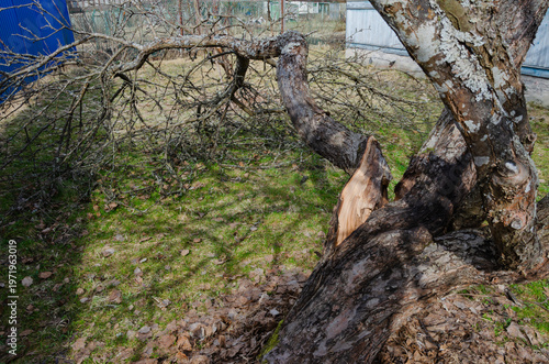 фотографія A tree branch broke off in the garden
