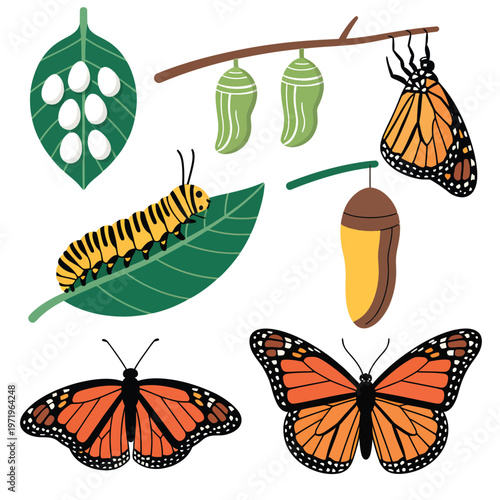 Monarch butterfly life cycle stages illustrated with leaves and branches