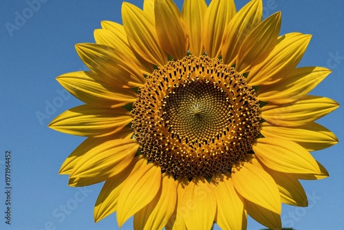 A single sunflower on a blue background. 