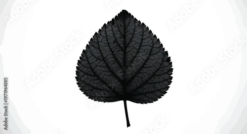 Black Leaf Isolated on White Background