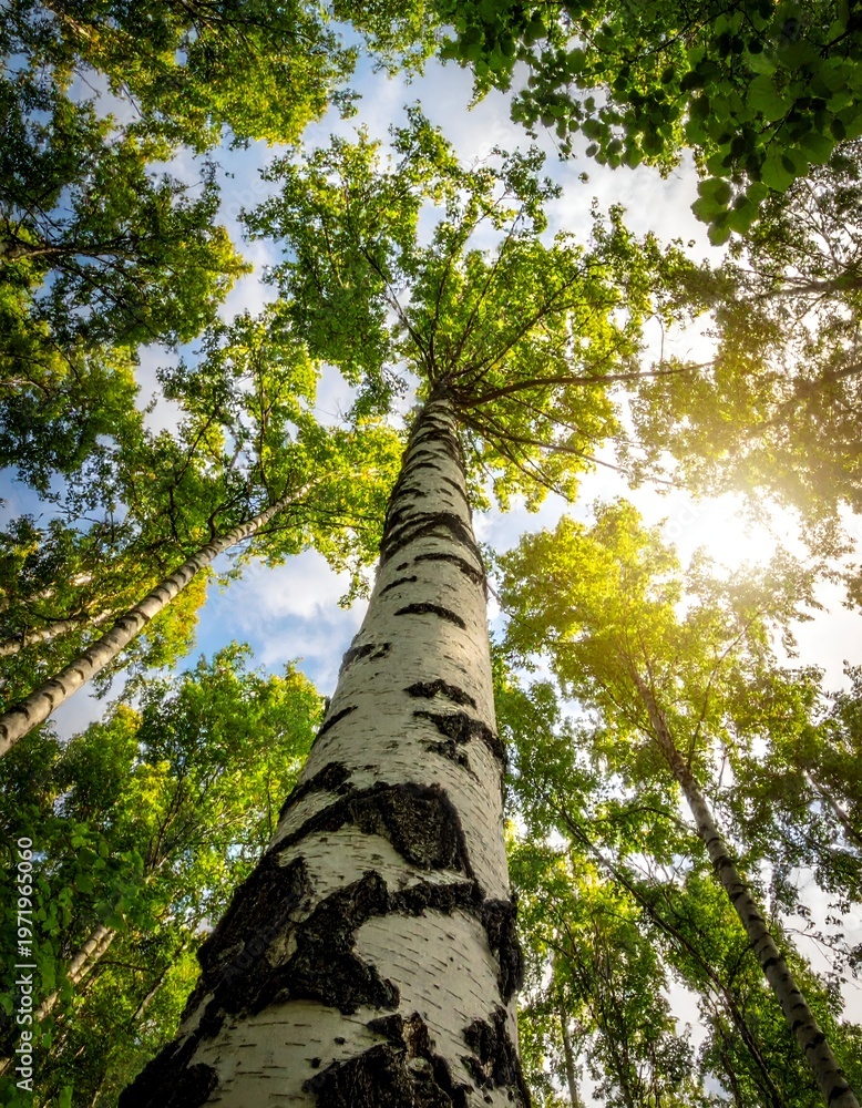 Fototapeta premium Looking Up at a Majestic Birch Tree in a Forest Canopy.