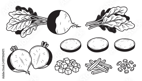 Red beet root vector illustration collection with whole vegetable leaves sliced rounds and cubes.