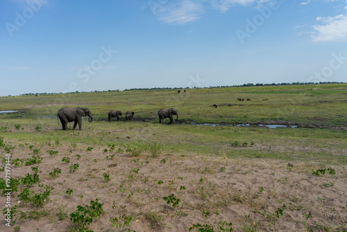 Wild African Elephants Encountered on a Safari in Tanzania