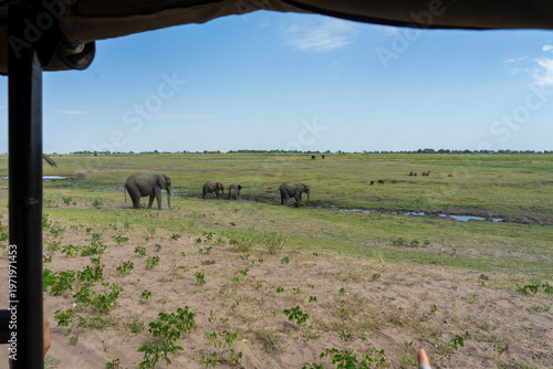 Wild African Elephants Encountered on a Safari in Tanzania