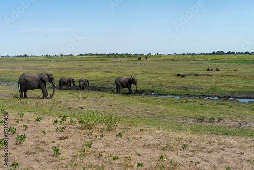 Wild African Elephants Encountered on a Safari in Tanzania