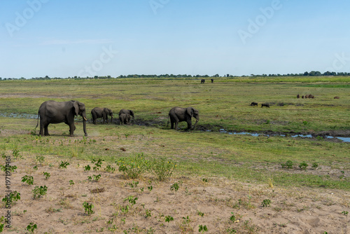Wild African Elephants Encountered on a Safari in Tanzania