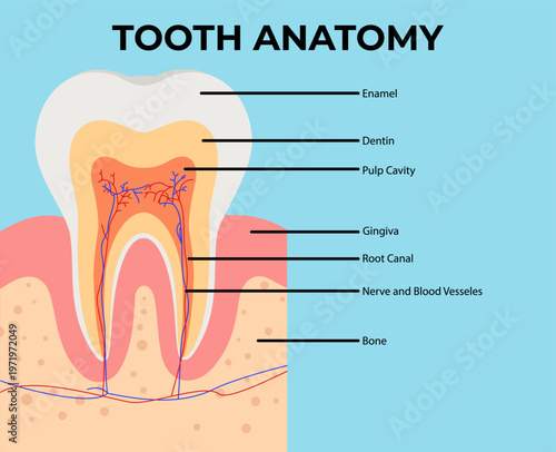 Human tooth structure concept medical infographics and educational materials. Infographic of human teeth anatomy