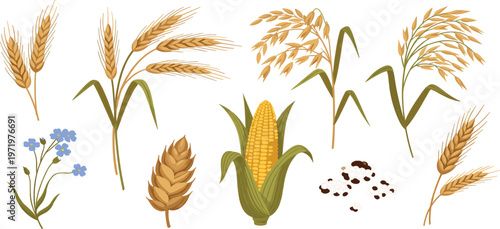 Grain Crops Collection with Wheat, Rice, Corn and Barley, Hand Drawn Agriculture Illustration Set for Farming, Organic Food Production, Harvest, and Botanical Design